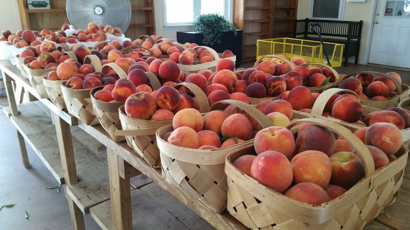 Callaham Orchards - Belton