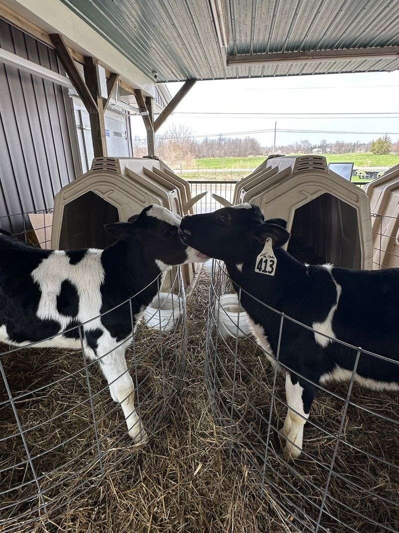 Calves Steal the Show