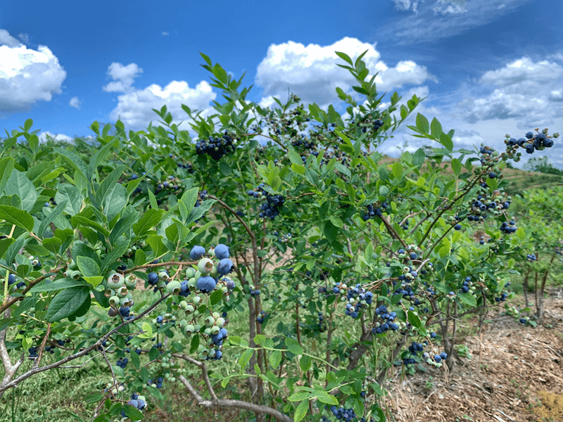 Morris Orchard - Monroe