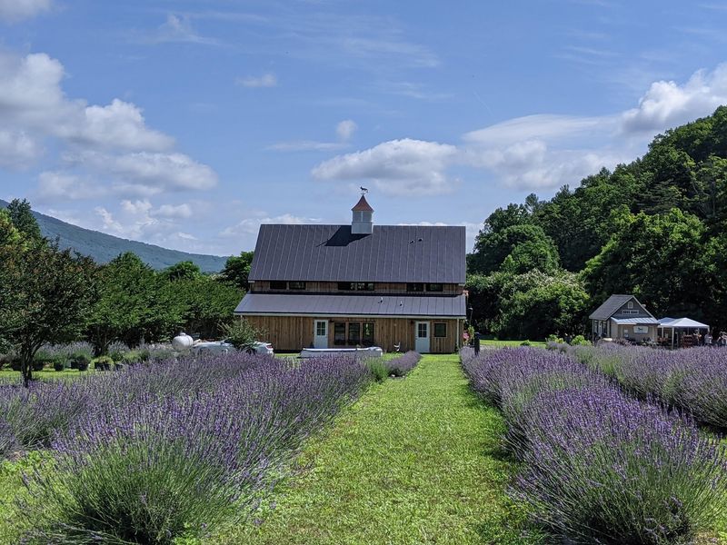 Silver Fox Lavender Farm - Nellysford