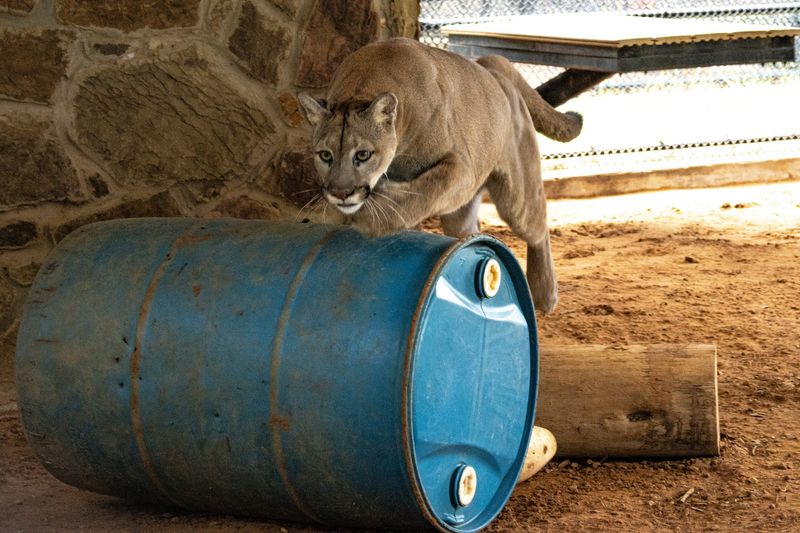 Tiger Creek Animal Sanctuary - Tyler