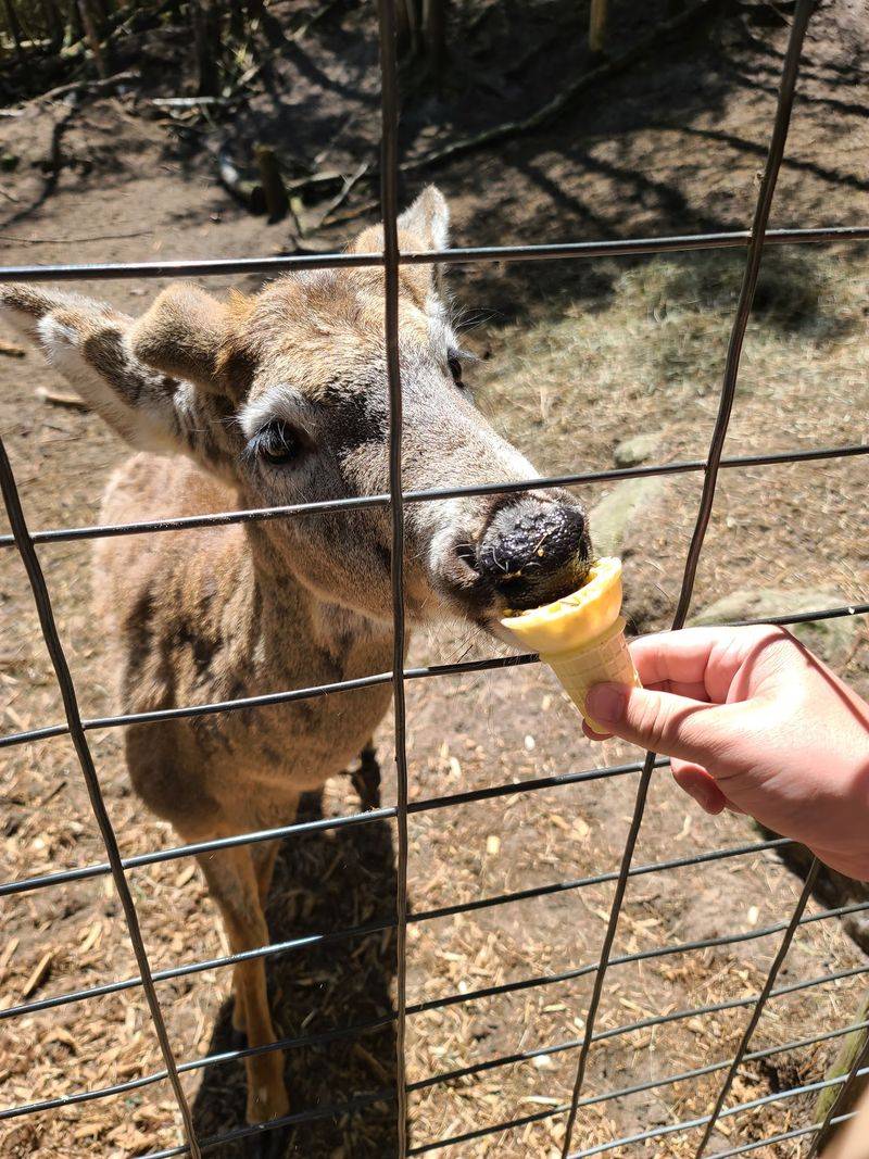 Garlyn Zoo Wildlife Park in Naubinway
