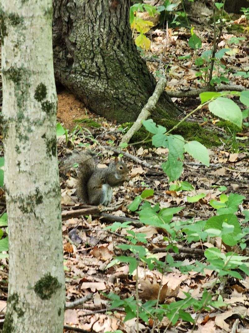 Wildlife Watching Keeps the Trail Fresh