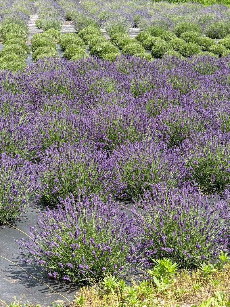 Livin' Life Lavender Farm - Pleasant Hill