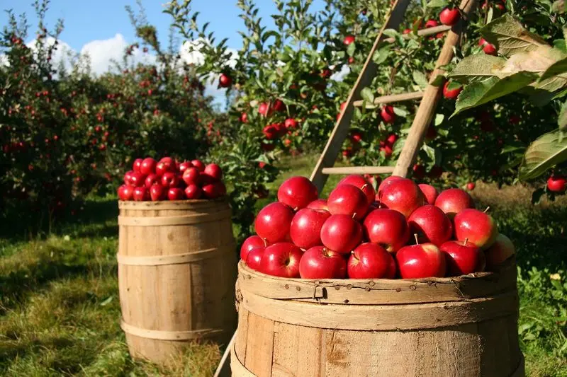 The Big Apple Orchard - Mount Vernon