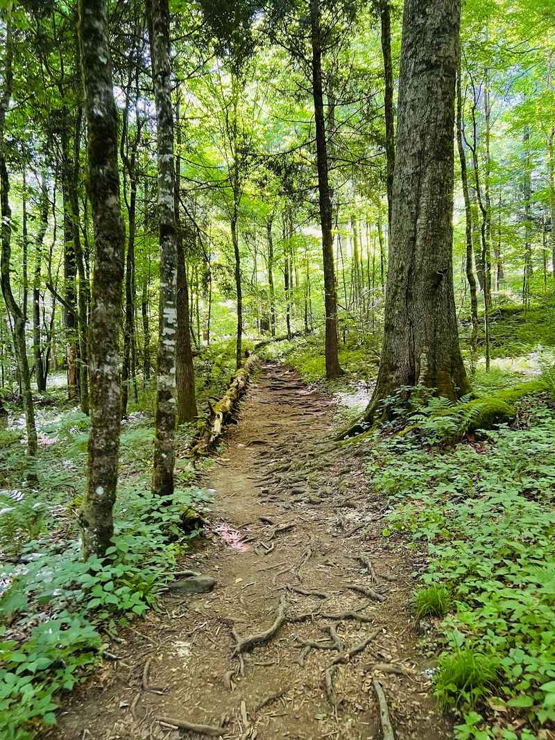 Joyce Kilmer Memorial Forest - Robbinsville
