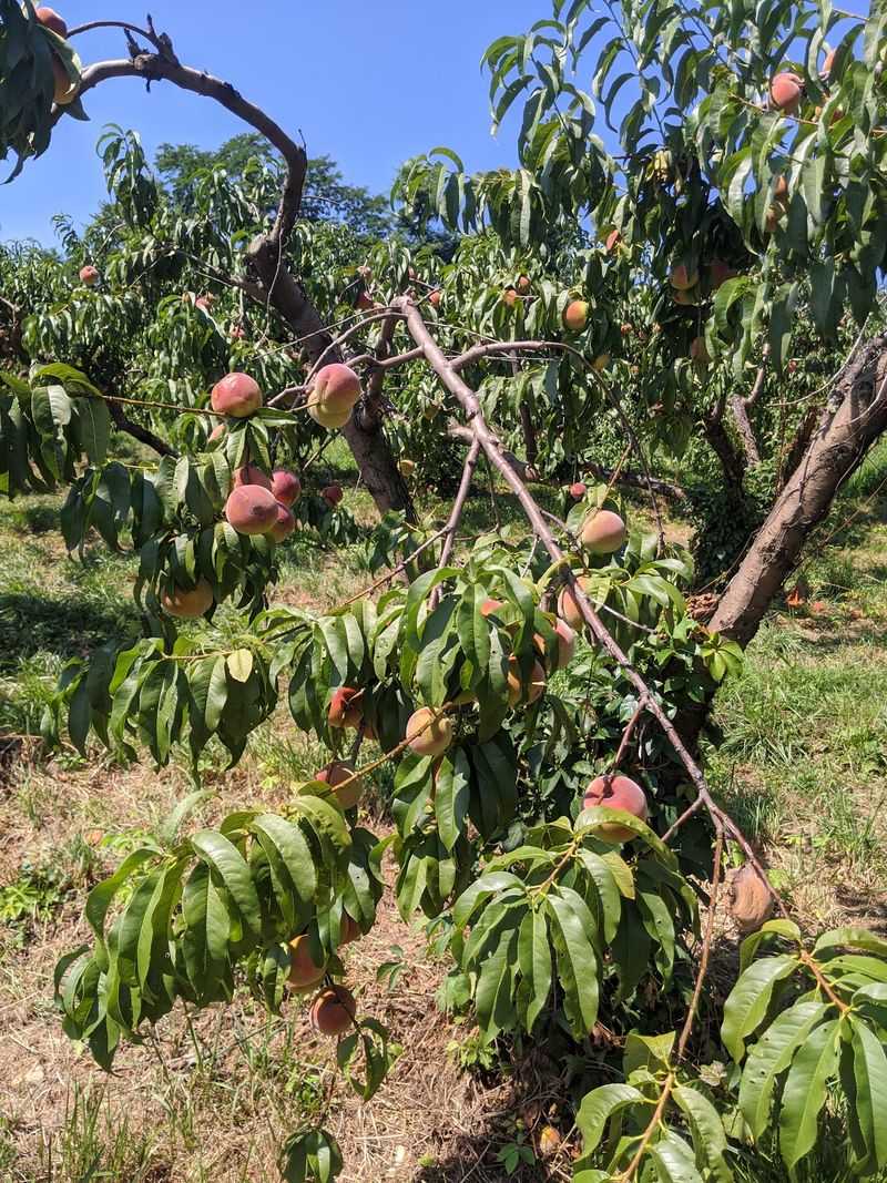 Hollin Farms - Delaplane
