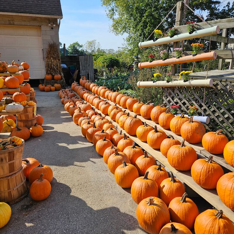 Lindners Farm Pumpkin Patch - New Berlin