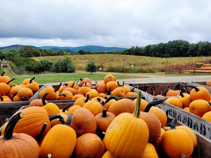 Grandad's Apples 'N Such - Hendersonville