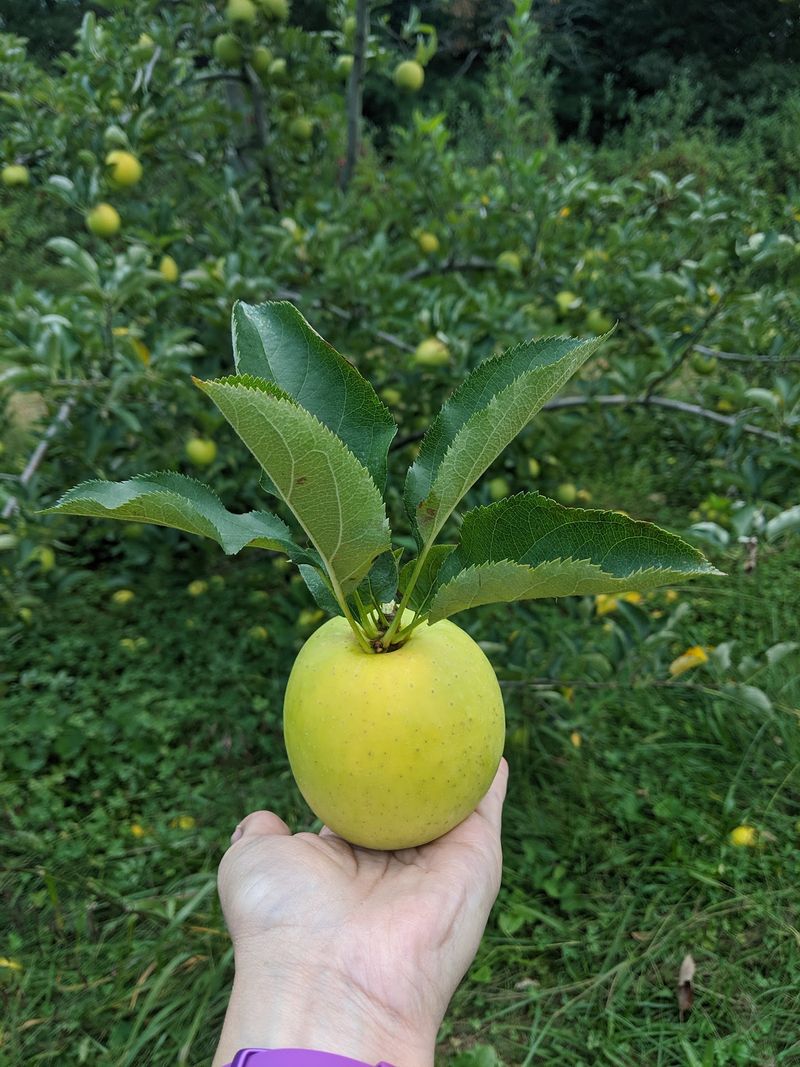 Coston Farm & Apple House - Hendersonville