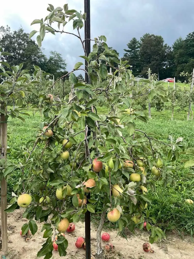 Stepp&rsquo;s Hillcrest Orchard - Hendersonville