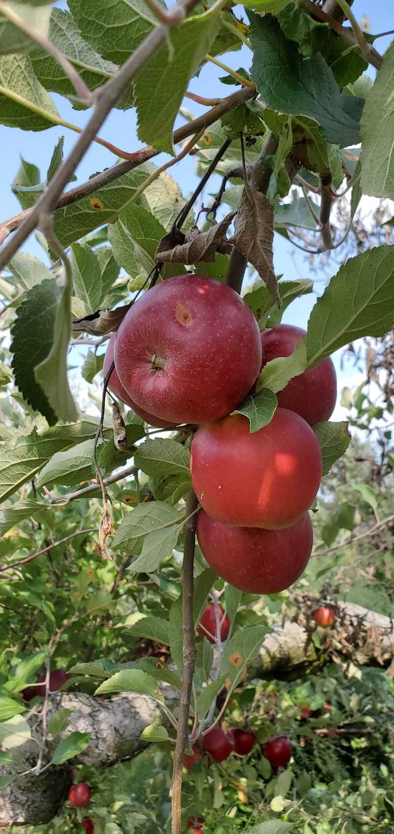 Burnham Orchards - Berlin Heights