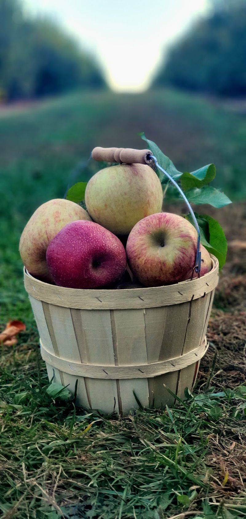 Stepp's Hillcrest Orchard - Hendersonville