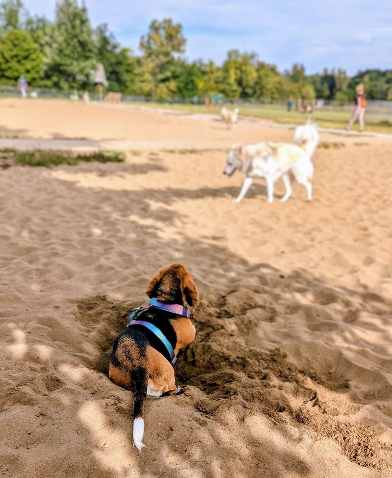 Thornberry Dog Park - Iowa City