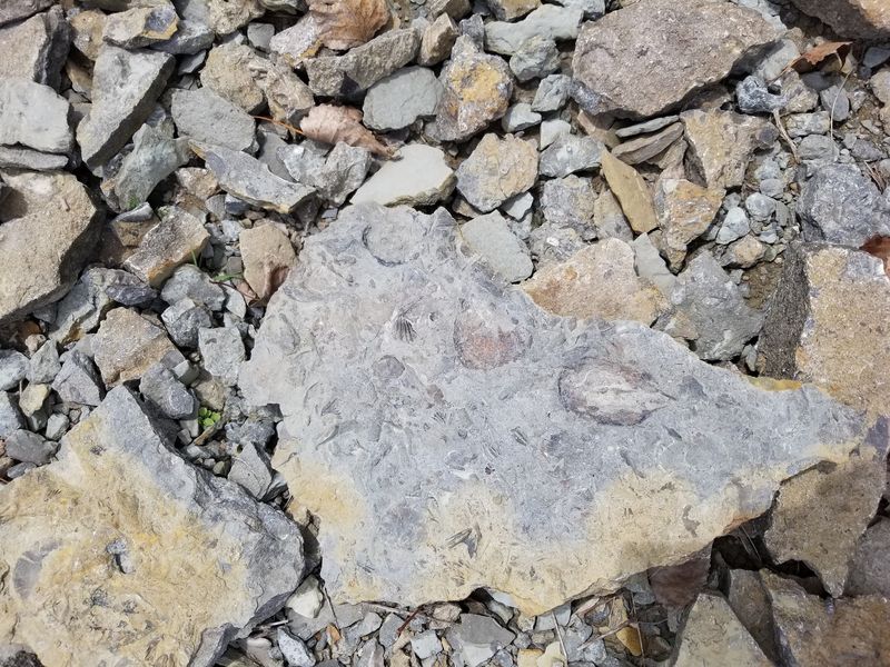 The Fossil-Rich Hillside Is Where the Hunting Happens