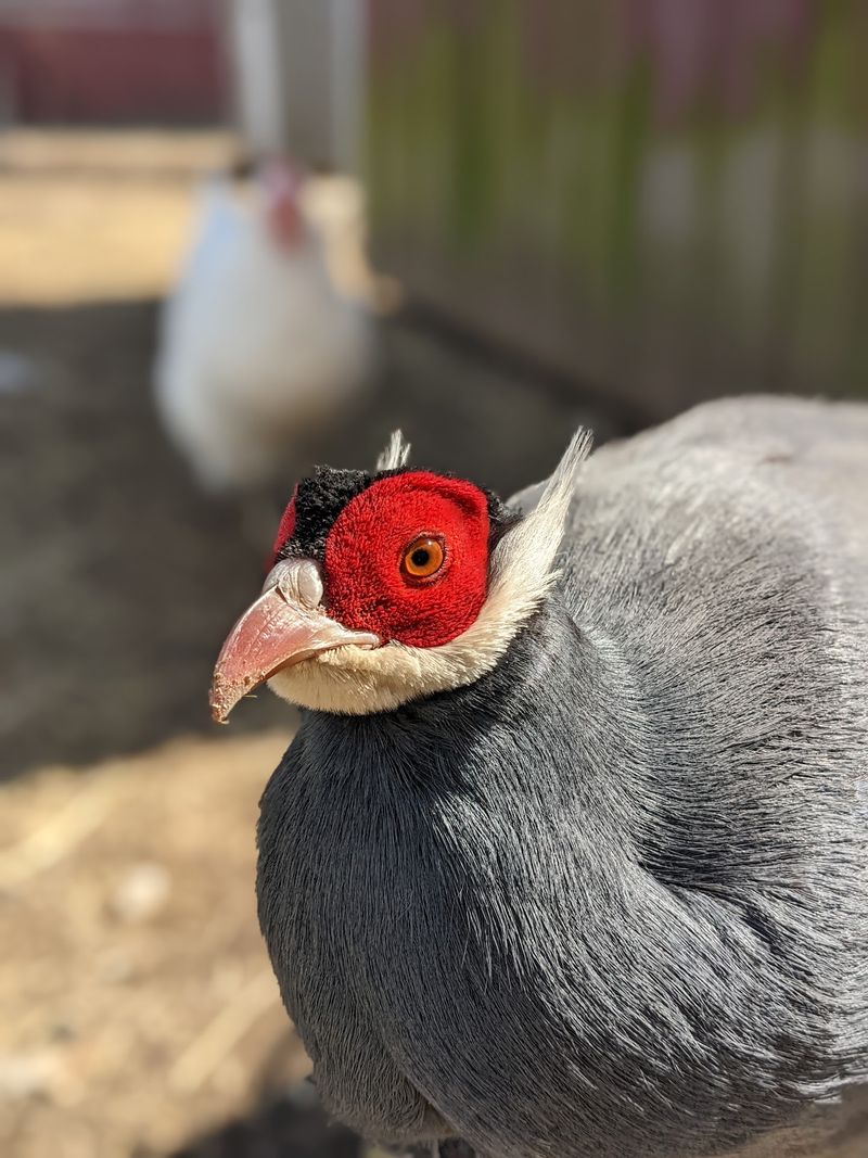 A Farm Visit With a Purpose