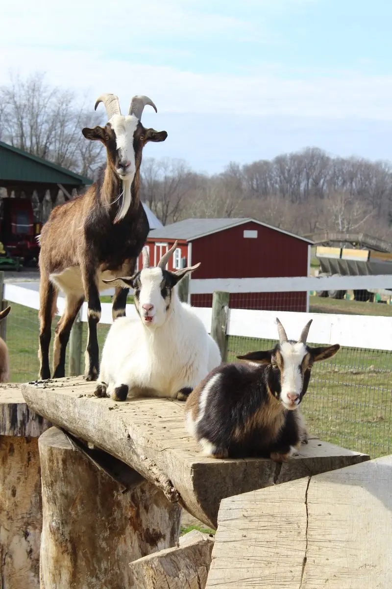 Goat Greetings Make the First Smile Easy