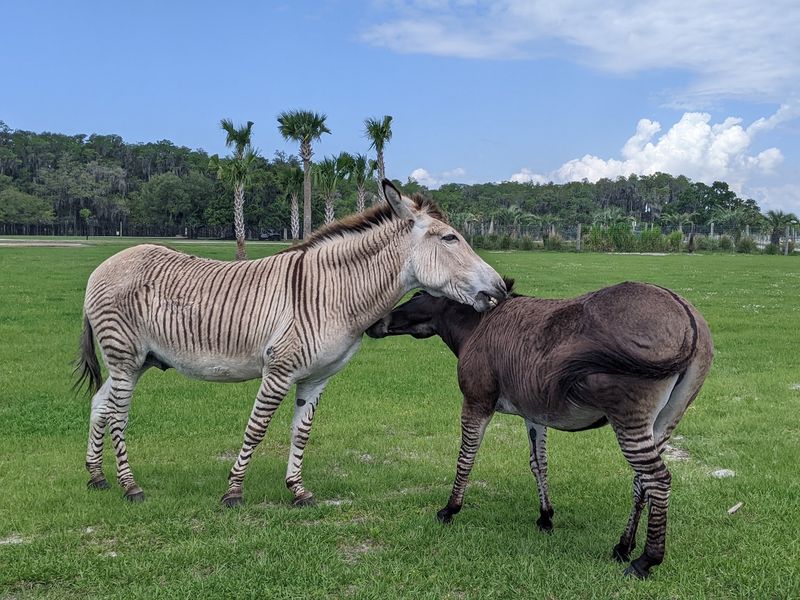 A Safari From the Family Car