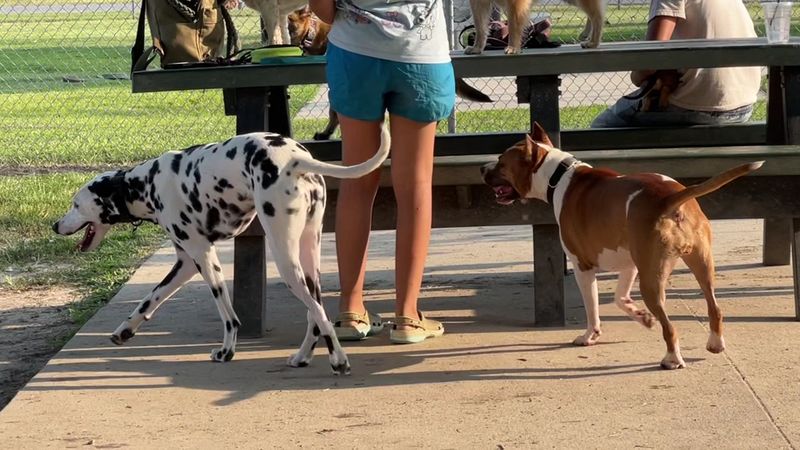 Milford Dog Park, Milford, Sussex County