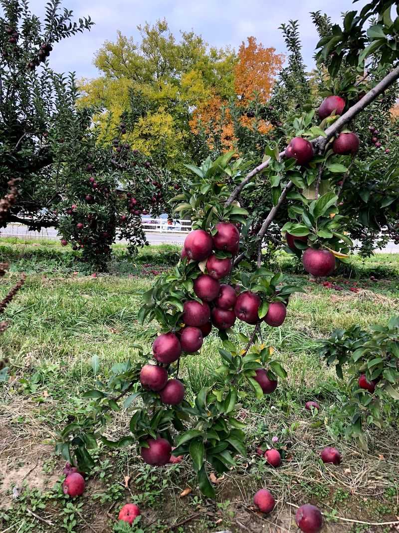 Long Family Orchard & Farm - Commerce Township