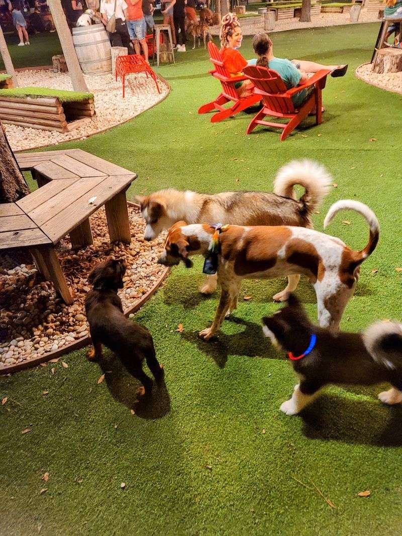 BrewHound Dog Park and Bar, Neptune Beach, Duval County