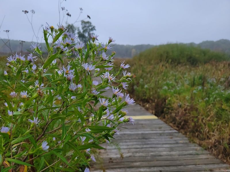 Otis Farm Bird Sanctuary in Hastings, Barry County