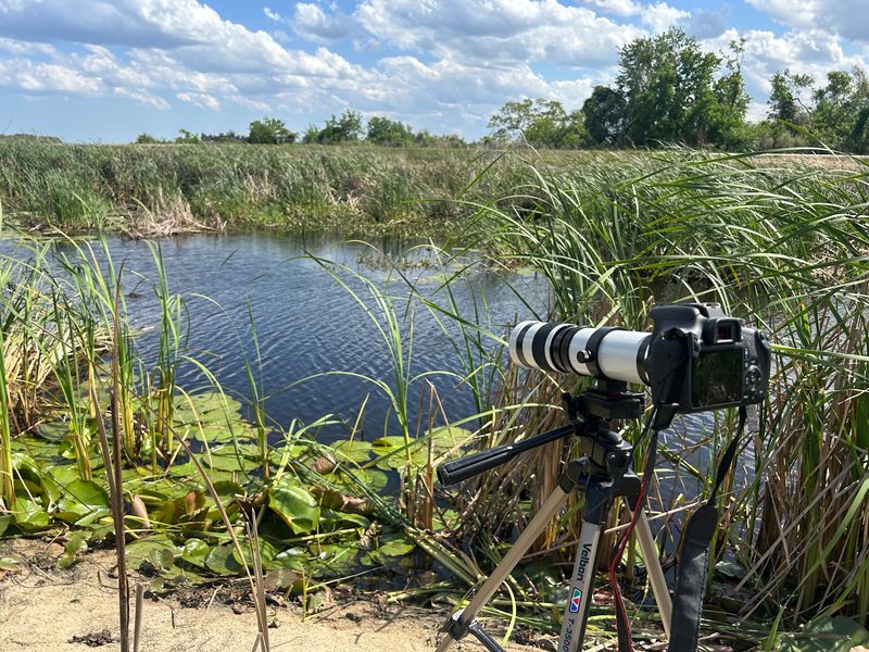 Borderland Birding: Savannah National Wildlife Refuge in Hardeeville, Jasper County