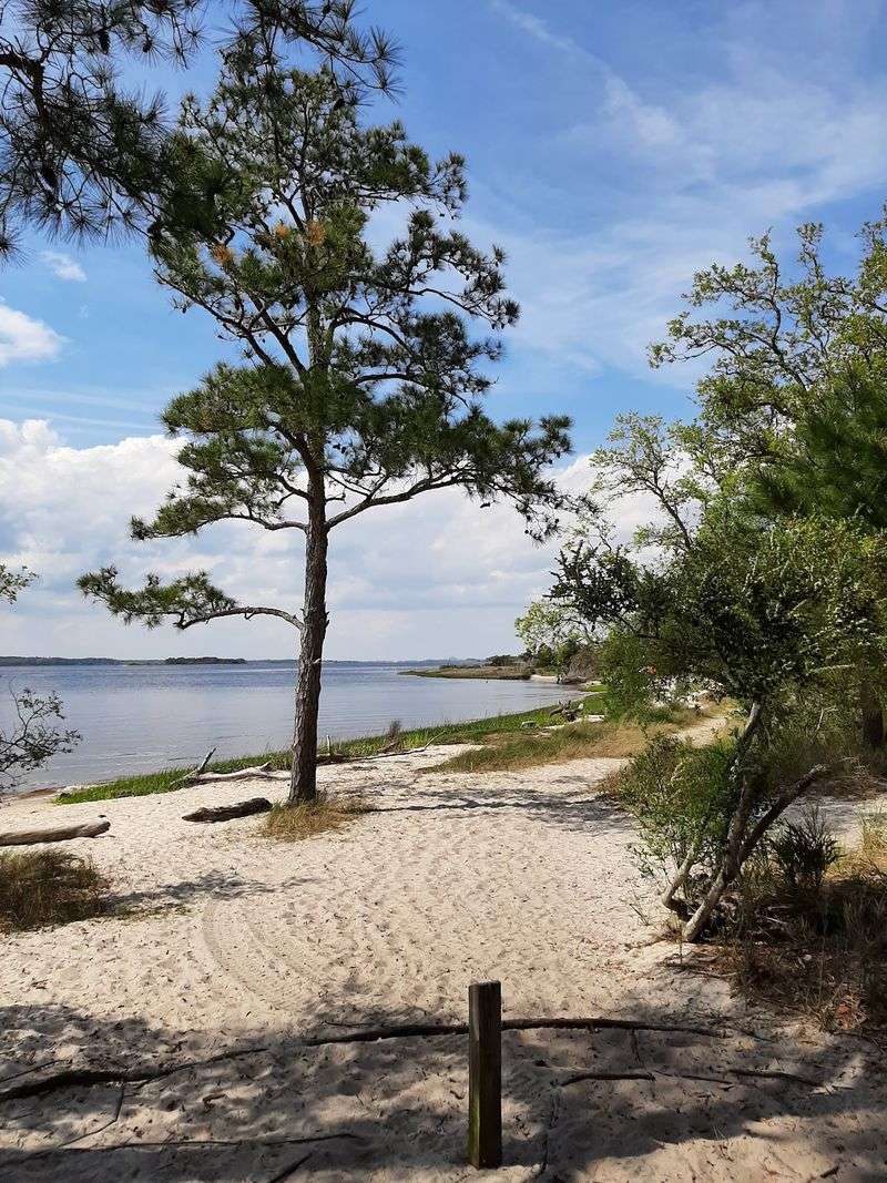 Carolina Beach State Park - Carolina Beach
