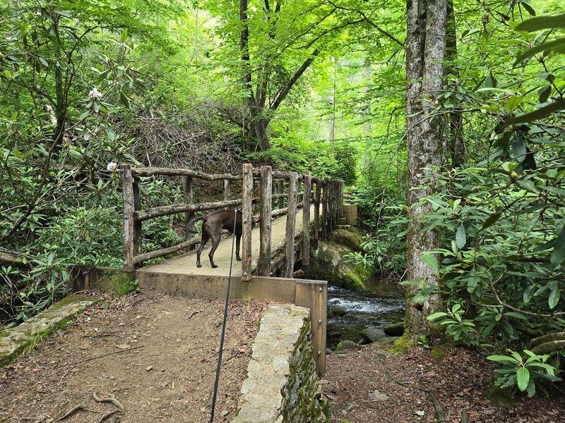 Joyce Kilmer National Recreation Trail - Robbinsville