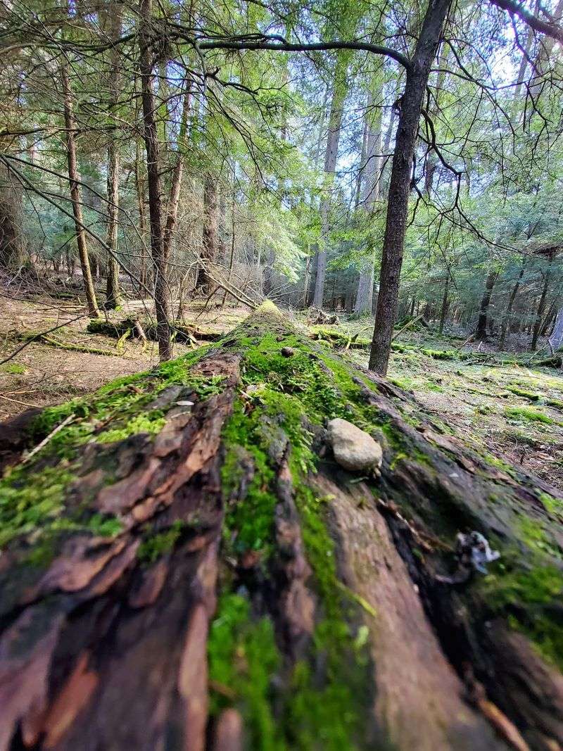 Longfellow Trail at Cook Forest State Park in Cooksburg, Clarion County,