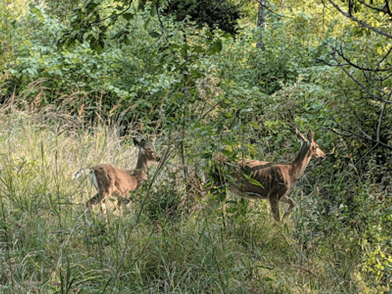 Birds, Deer, and Small Trail Surprises