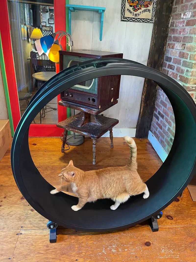 Meet the Cats in Their Own Happy Space