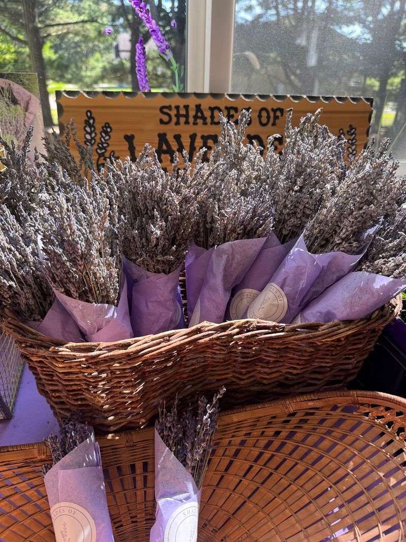 Shades of Lavender Farm - Mattawan