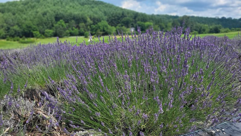 Mystic River Lavender - Riner