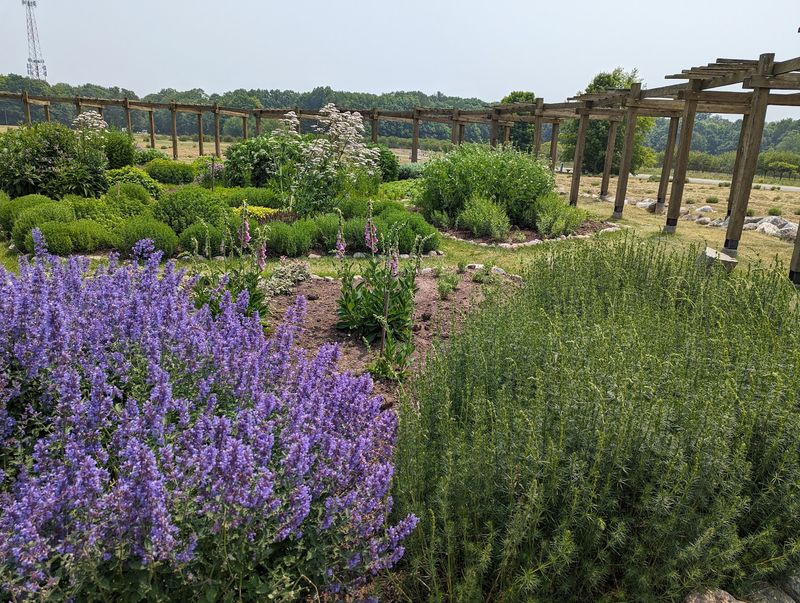 Lavender Labyrinth and Herb Garden - Mears