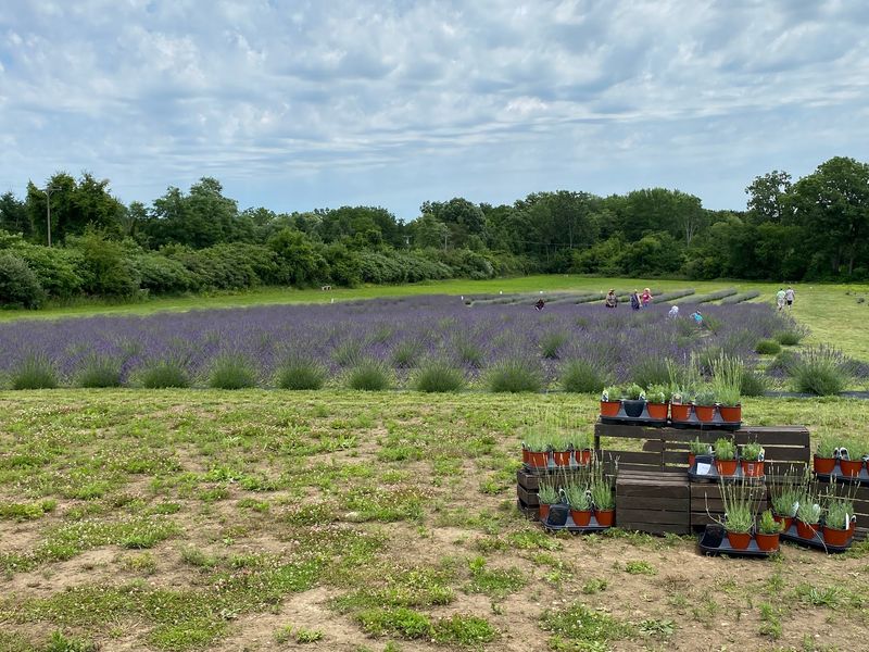 Romeo Lavender Farm - Bruce Township