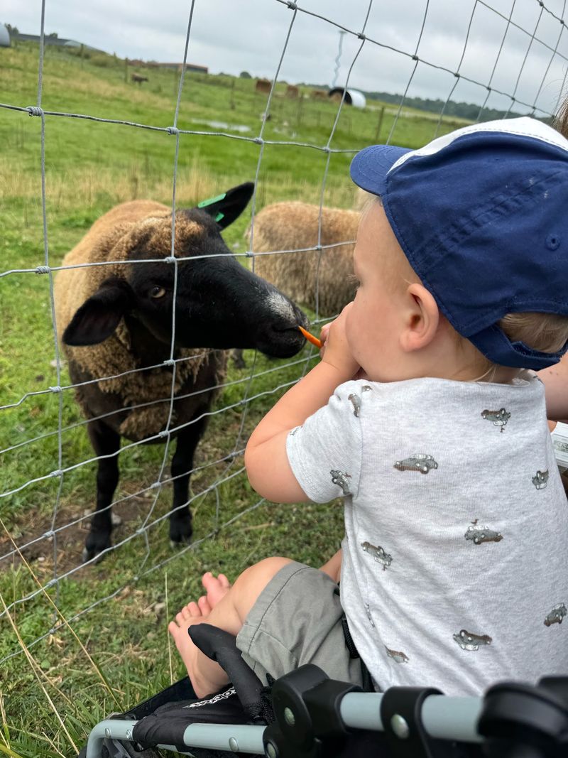 Feed the Animals for an Extra Hands-On Experience
