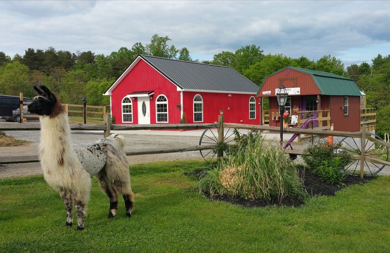 Infinity Acres Petting Ranch - Ridgeway