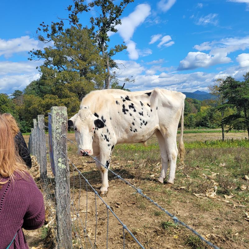Look for Farm Animals and Highland Cows
