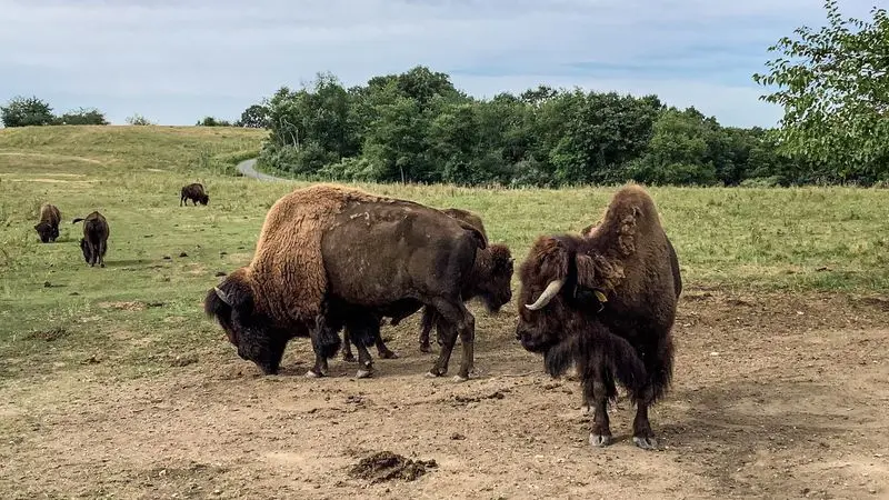 See Bison and Elk in a Scenic Setting