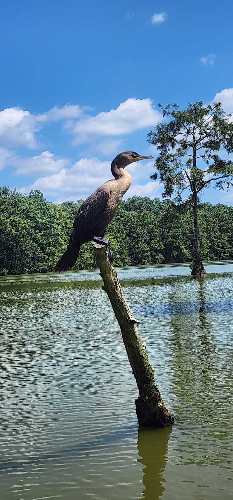 Watch for Wildlife Along the Water