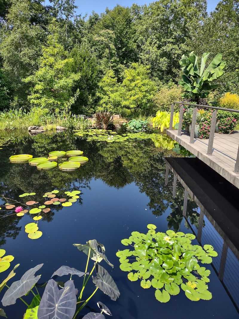 Pause Beside the Forest Pond