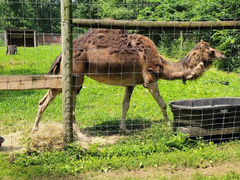 Wilderness Trails Zoo in Birch Run