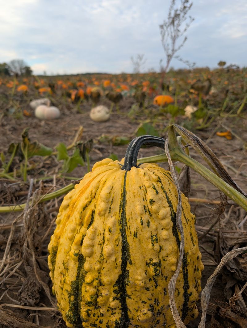 Pleasure Valley Pumpkins - Adell