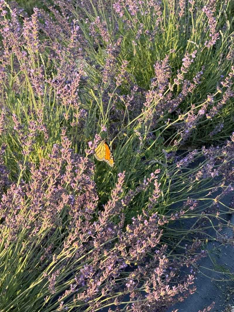 Southeast Iowa Lavender Farm - Mediapolis