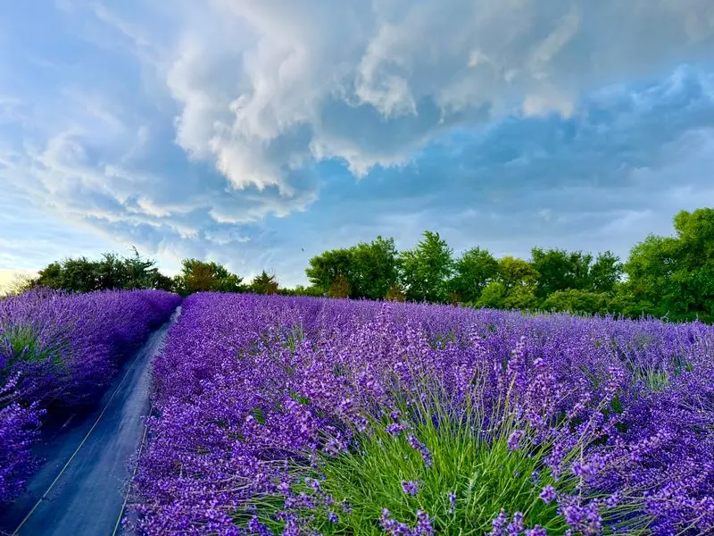 Calyx Creek Lavender & Lodging - Oxford