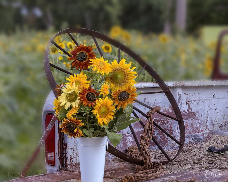 Sweet Eats Fruit Farm in Georgetown, Williamson County