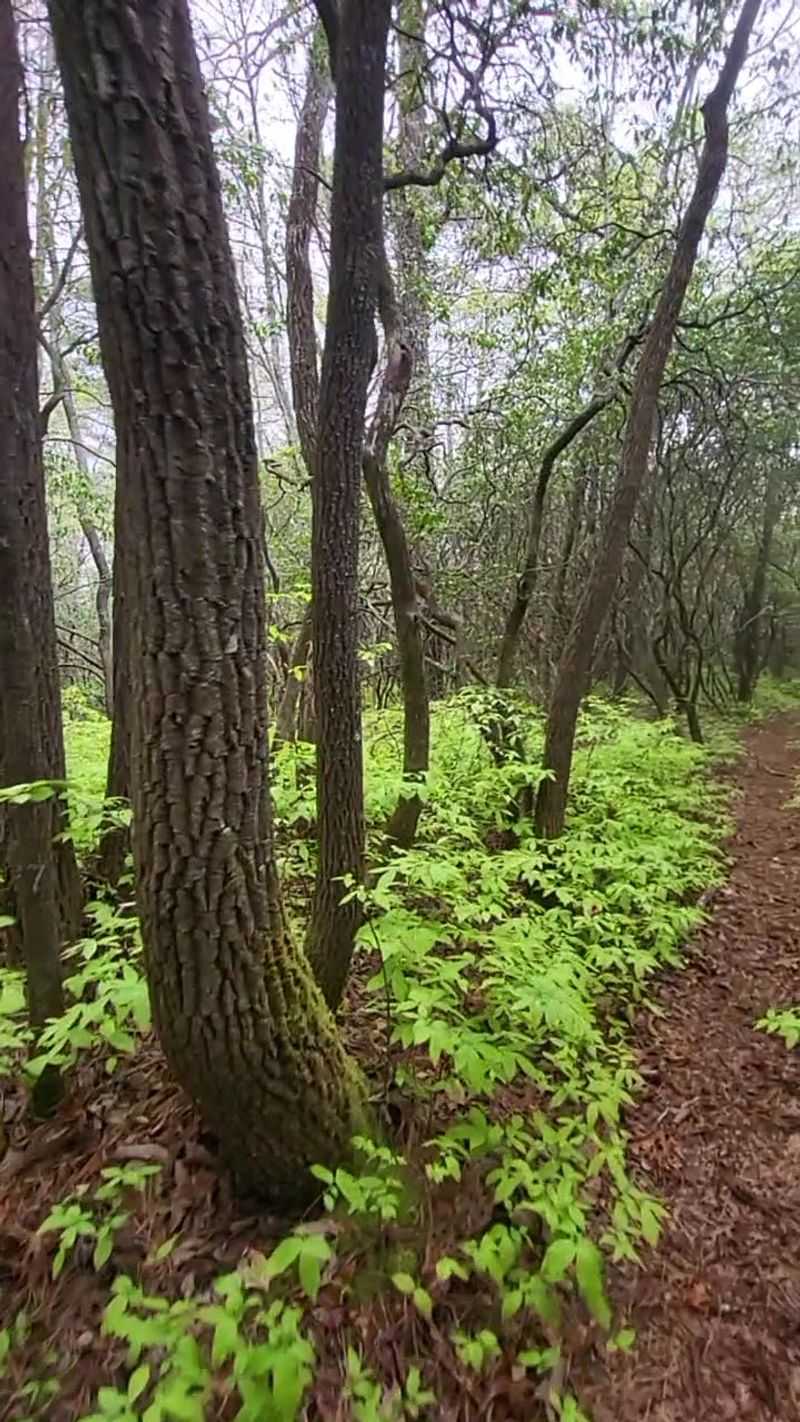 Ellicott Rock Wilderness Trail, Mountain Rest, Oconee County