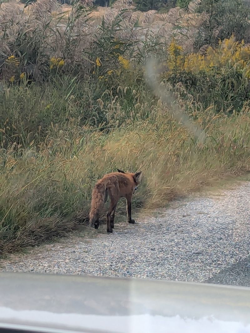 Take the Wildlife Drive Slowly