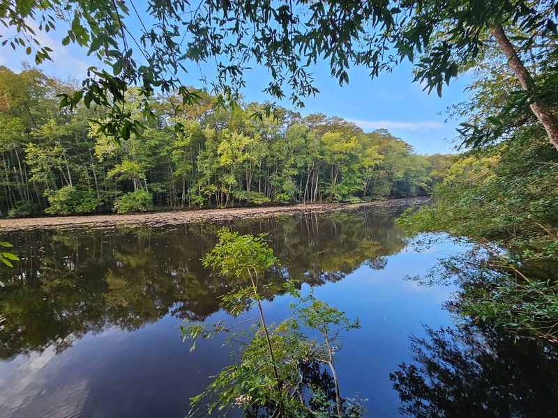 Cypress Knees, Sloughs, and Oxbow Lakes Add to the Strange Landscape